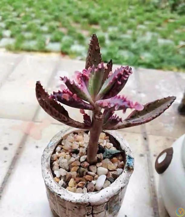 大家公认最好养的十六种花，养一盆旺一盆，你家养了几种呢？