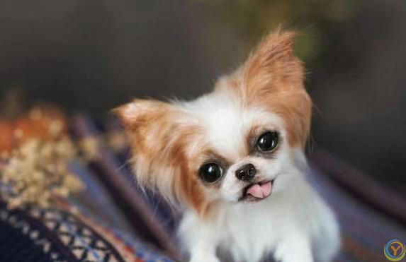 狗狗忠诚度爆表，一生只认你，猜猜你家狗上榜没？