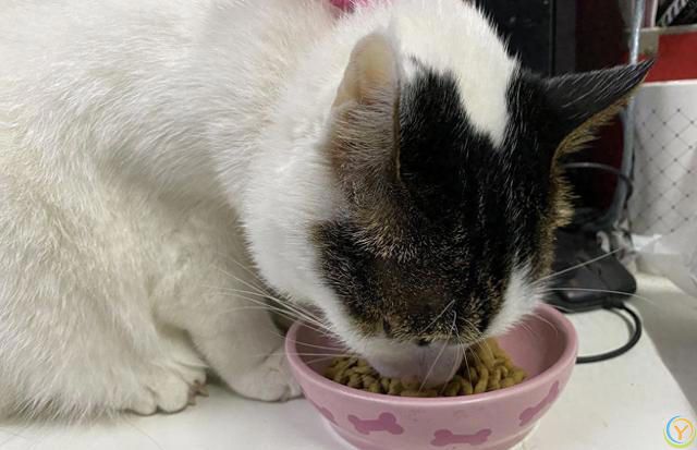 小猫吃什么长肉？