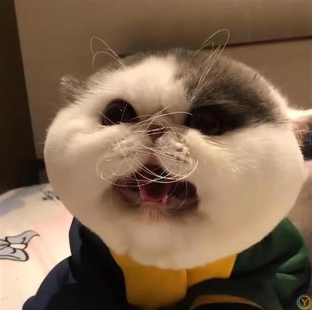 猫咪胡子千万别剪，后果太惨，你敢试吗？