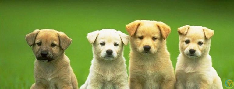 5个小技巧，让你轻松看出狗狗的心情