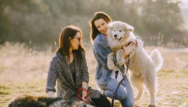 如何选择适合自己的狗狗