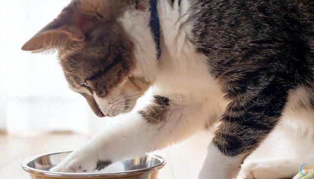 探索猫咪食欲背后的真相：你真的了解猫咪的吃饭欲望吗？