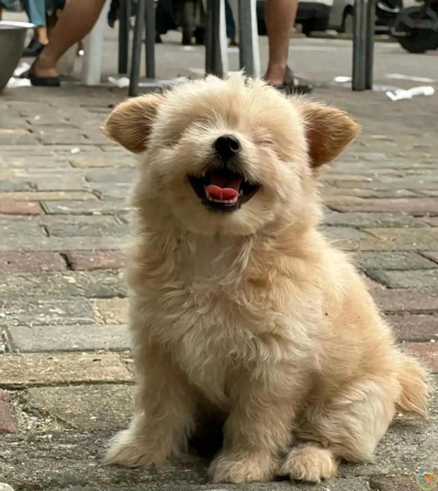 狗狗生病的10大表现，看看你家的狗狗有没有中招！