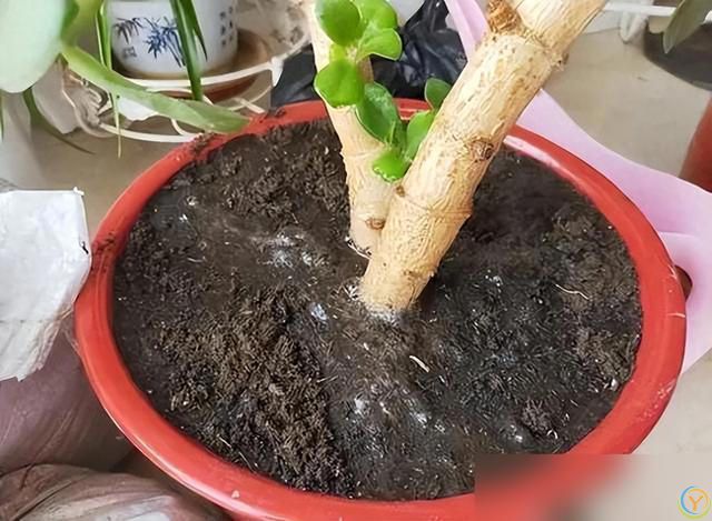 10种“小垃圾”当“免费松土剂”，花盆埋一把软似发糕！