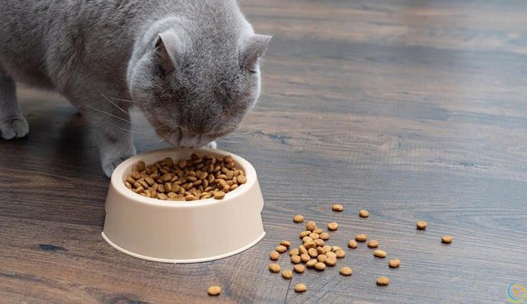 你知道猫粮怎么选吗？猫粮里这些营养成分对猫咪至关重要！