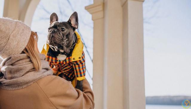 十大新手最好养的狗狗，除了拉布拉多、金毛还有哪些狗狗适合新手