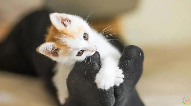 猫咪偷袭你脚丫子？不是想吃肉，藏着3种小心思！