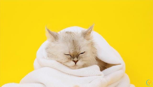 猫耳朵发热的四大原因，你可能忽视了最后一个！