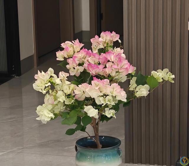 给三角梅催花，教你一个“高效”催花法，10天长满花苞