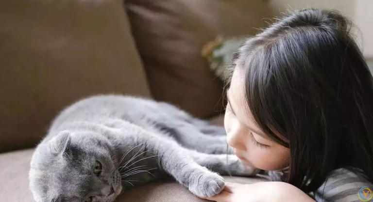 只养一只猫，它会孤独吗？