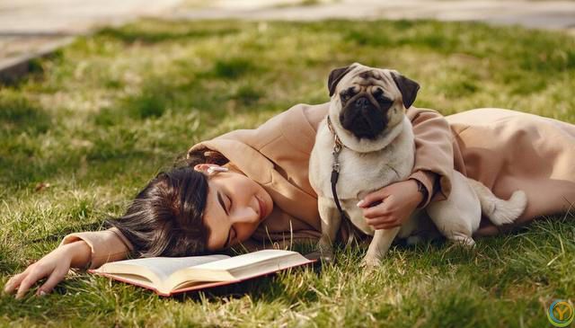 十大新手最好养的狗狗，除了拉布拉多、金毛还有哪些狗狗适合新手