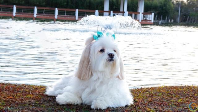 十大新手最好养的狗狗，除了拉布拉多、金毛还有哪些狗狗适合新手