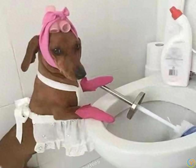 最有灵性的6种狗狗，你对它的好，都会记在心里！