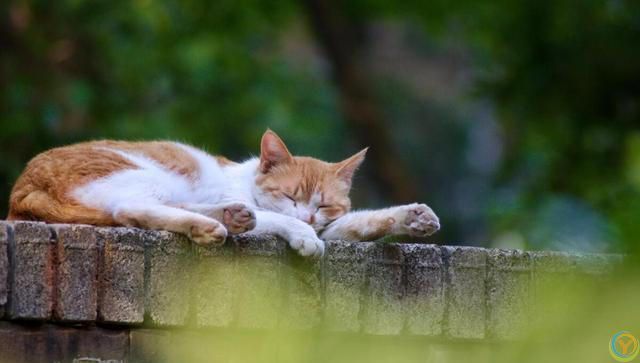 做猫真好，你知道它幸福的秘诀是什么吗？