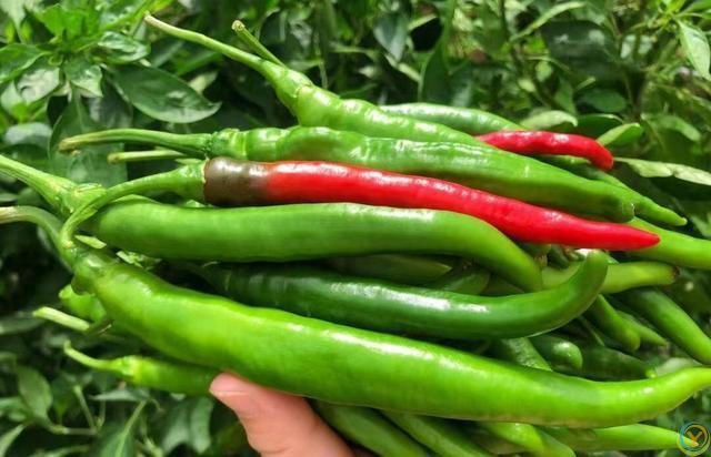 夏天，苦瓜、西瓜靠边站，多吃它，祛湿又防中暑，精神饱满一整天