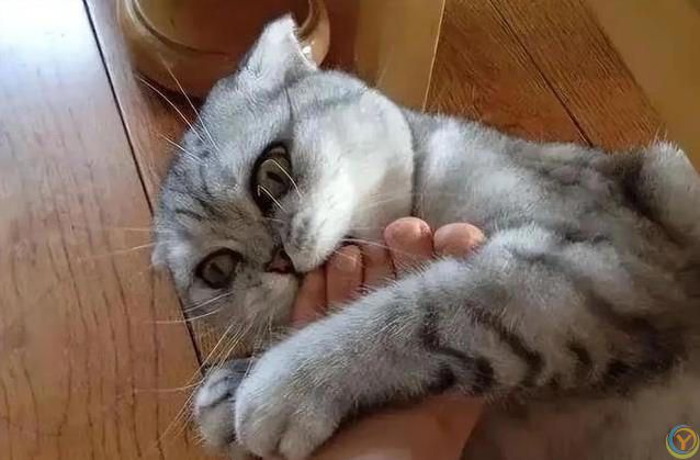 猫咪偷袭你脚丫子？不是想吃肉，藏着3种小心思！