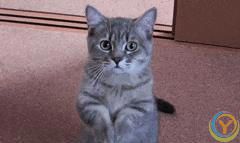 最有灵性的6种狗狗，你对它的好，都会记在心里！