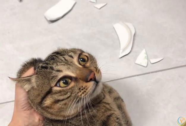 ***都说养猫幸福，可这5个坏处，你又知道几个？