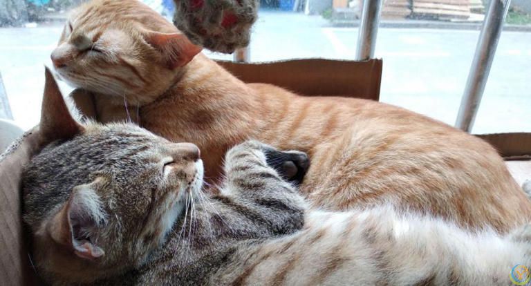 只养一只猫，它会孤独吗？