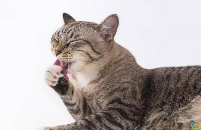 做猫真好，你知道它幸福的秘诀是什么吗？