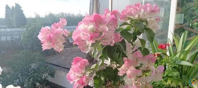 三角梅绿樱为何适合新手养护？它具有四大优点，关键是不招虫