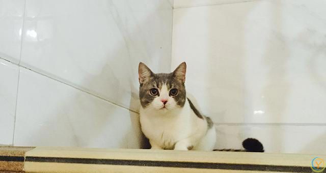 猫咪会认识离开它很久的主人吗？