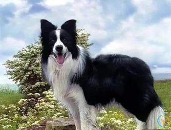 最有灵性的6种狗狗，你对它的好，都会记在心里！