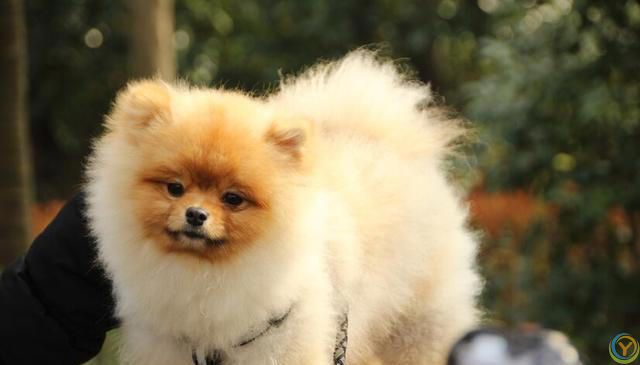 十大新手最好养的狗狗，除了拉布拉多、金毛还有哪些狗狗适合新手