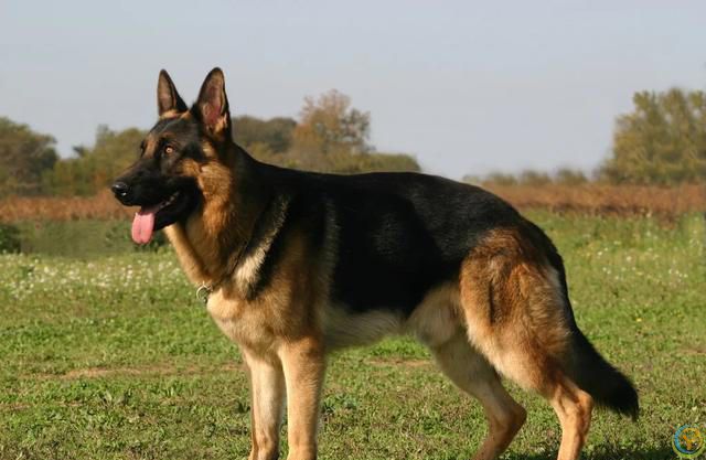 最有灵性的6种狗狗，你对它的好，都会记在心里！