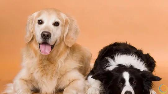 最有灵性的6种狗狗，你对它的好，都会记在心里！