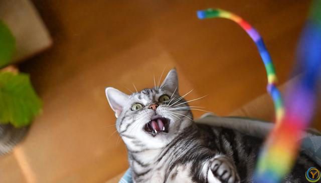 猫耳朵发热的四大原因，你可能忽视了最后一个！