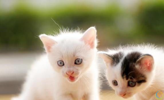 猫咪偷偷爱你？5个小动作暴露心意！