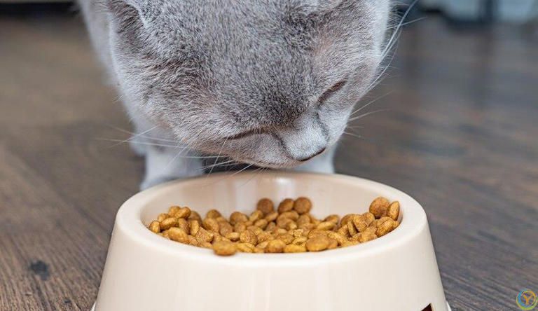 你知道猫粮怎么选吗？猫粮里这些营养成分对猫咪至关重要！