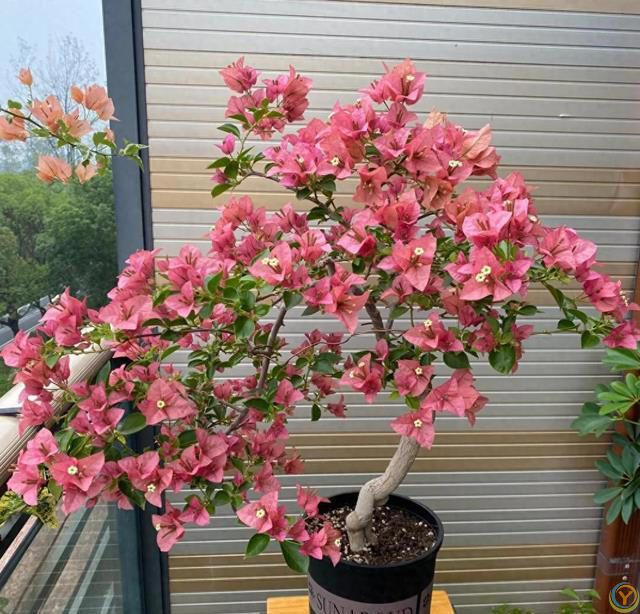 给三角梅催花，教你一个“高效”催花法，10天长满花苞