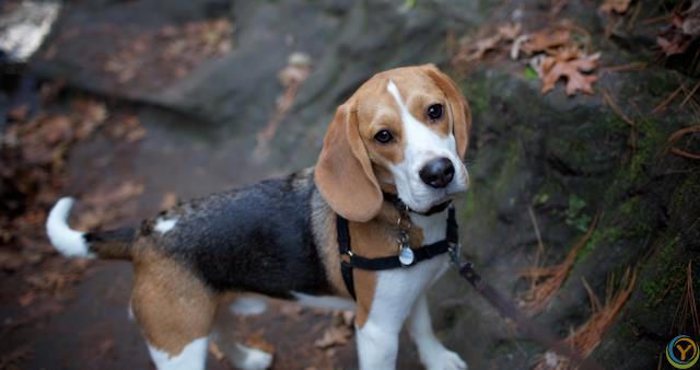 十大新手最好养的狗狗，除了拉布拉多、金毛还有哪些狗狗适合新手