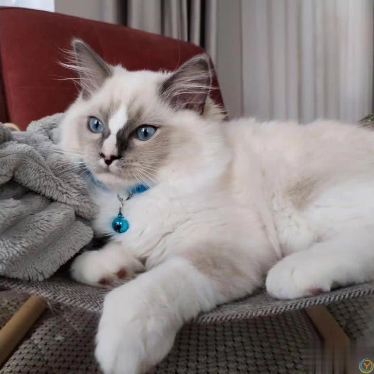 别碰我胡须！猫咪“超级天线”的重要性你了解吗？