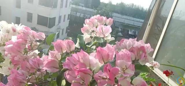 三角梅绿樱为何适合新手养护？它具有四大优点，关键是不招虫