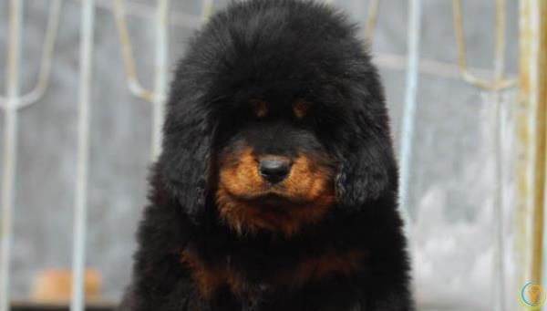 藏獒，内心可爱，休闲娱乐大师