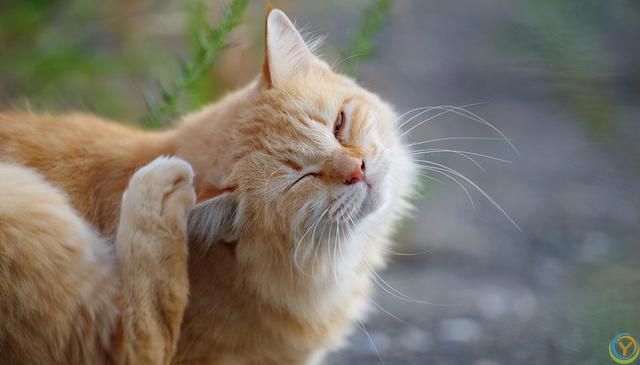 猫耳朵发热的四大原因，你可能忽视了最后一个！