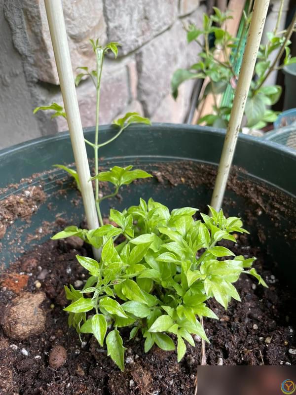 10种“小垃圾”当“免费松土剂”，花盆埋一把软似发糕！