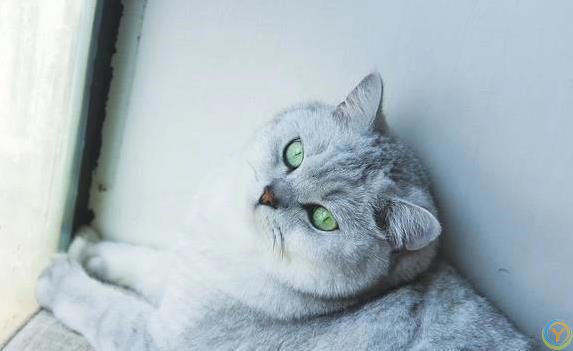 猫咪偷偷爱你？5个小动作暴露心意！