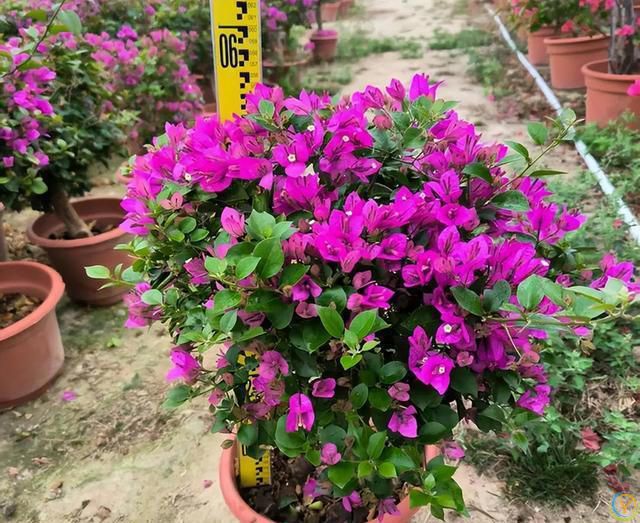 给三角梅催花，教你一个“高效”催花法，10天长满花苞