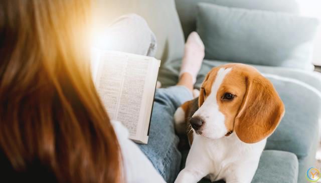 十大新手最好养的狗狗，除了拉布拉多、金毛还有哪些狗狗适合新手