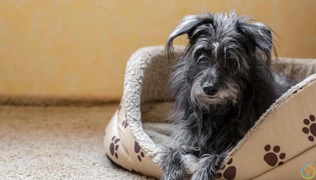 十大新手最好养的狗狗，除了拉布拉多、金毛还有哪些狗狗适合新手