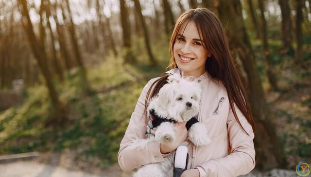 十大新手最好养的狗狗，除了拉布拉多、金毛还有哪些狗狗适合新手