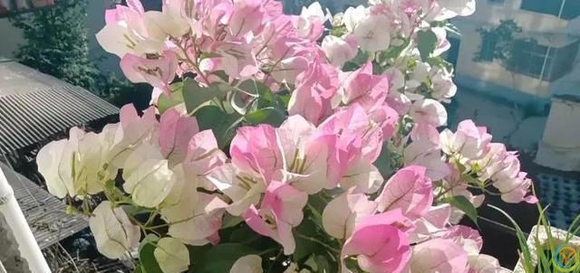 三角梅绿樱为何适合新手养护？它具有四大优点，关键是不招虫