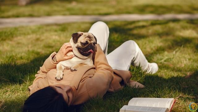 十大新手最好养的狗狗，除了拉布拉多、金毛还有哪些狗狗适合新手