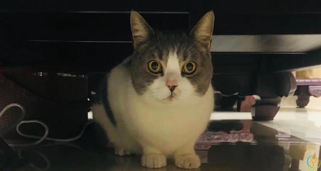 猫咪会认识离开它很久的主人吗？