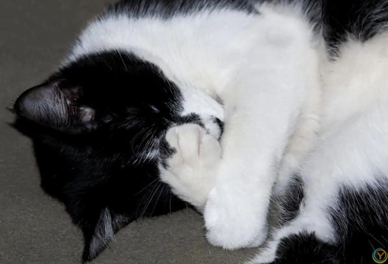 养猫多年才发现，猫咪睡觉爱用手“捂眼睛”，竟是这些原因！